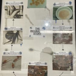 Linwood Acres Trout Farms - Trout life cycle