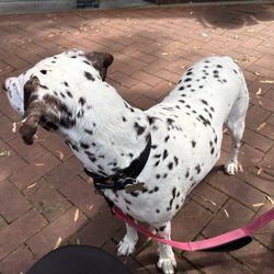 Kirchhoff's Bakery - Dog Friendly