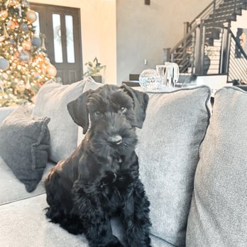 Salt Skansen Kennel Puppies Giant Schnauzer Salt Pepper Outlet