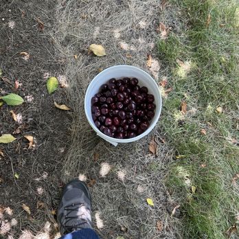 RC U-Pick Cherries - Pick Your Own Farms Near Me - Brentwood, California RC U-Pick Cherries - Pick Your Own Farms Near Me - Brentwood, California