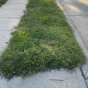 Elkhorn Lawn Care - Lack of progress with 6 step "weed program", pictures are taken over 5 month period. - Lawn Services Near Me - Omaha, Nebraska Elkhorn Lawn Care - Lack of progress with 6 step "weed program", pictures are taken over 5 month period. - Lawn Services Near Me - Omaha, Nebraska