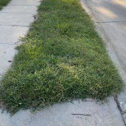 Elkhorn Lawn Care - Lack of progress with 6 step "weed program", pictures are taken over 5 month period.