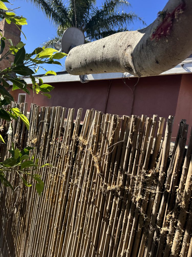 Rolas Tree Service - tree service in Port Hueneme, CA