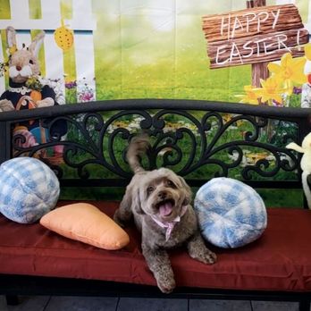 Pet Spaw - This is my fur baby, Gidget. She's been visiting Pet Spaw for years and we love it. - Pet Groomers Near Me - Glendora, California