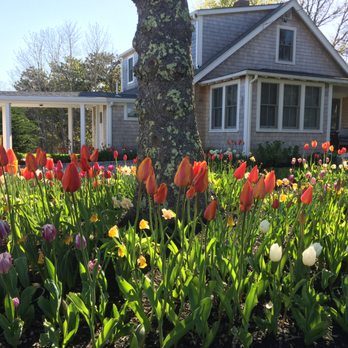 Sorbello Landscaping - a bed of tulips in front of a house - Landscaping Near Me - Chatham, Massachusetts Sorbello Landscaping - a bed of tulips in front of a house - Landscaping Near Me - Chatham, Massachusetts