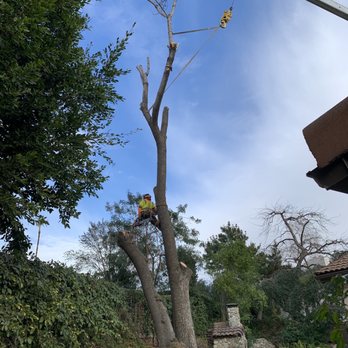 Avina Tree Service - Tree Services Near Me