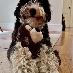 Okay, holding a teddy bear like he just finished a therapy session. Mind and fur clean and ready for her busy New York social life. Okay, holding a teddy bear like he just finished a therapy session. Mind and fur clean and ready for her busy New York social life.