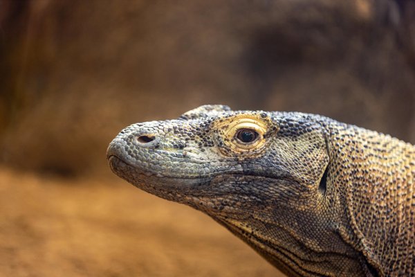 San Diego Zoo by null