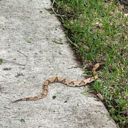 Dixie Farm Road Park - Copperhead poisonous snake. They are a lot out here.