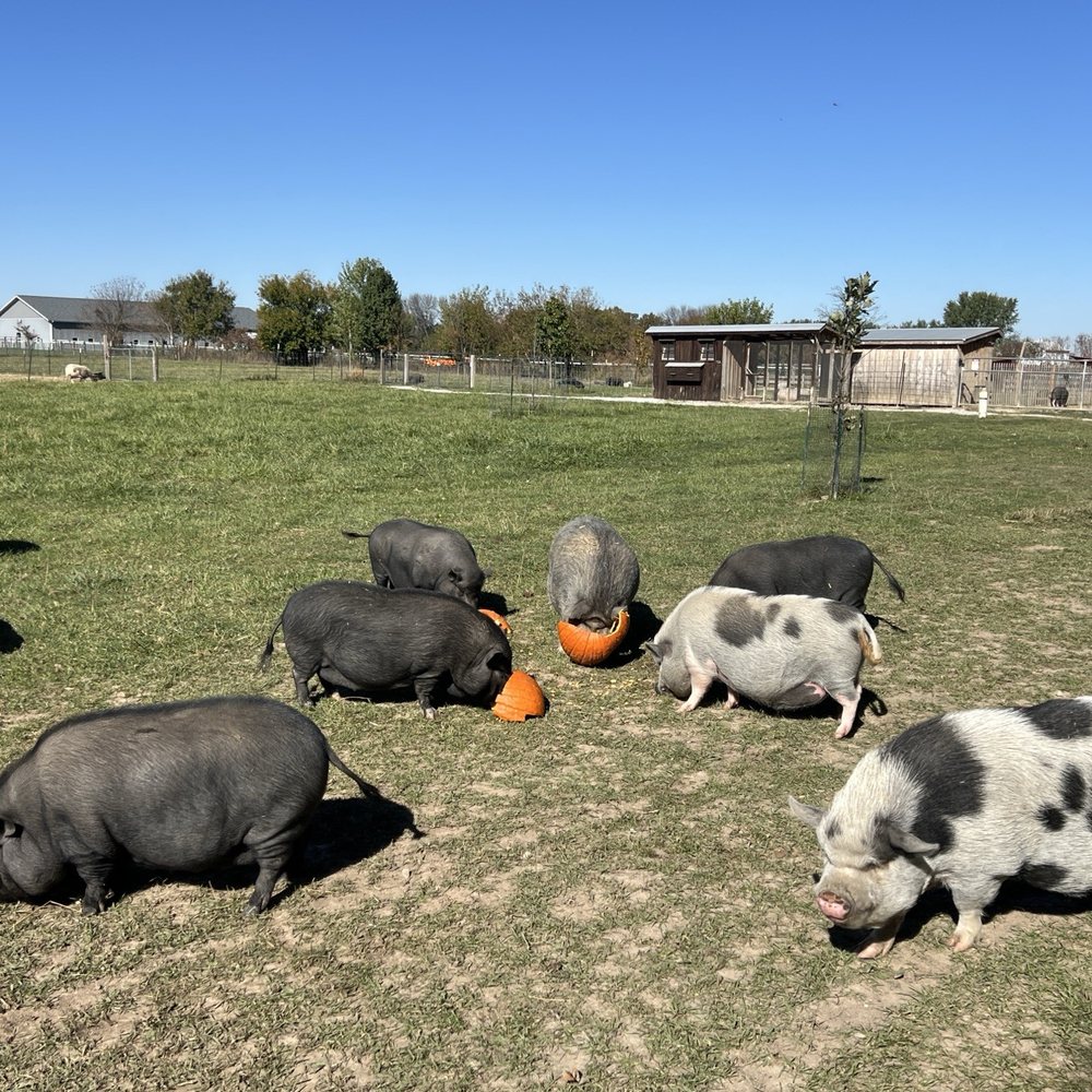 Oinking Acres Farm - Attraction Farms Near Me - Brownsburg, Indiana Oinking Acres Farm - Attraction Farms Near Me - Brownsburg, Indiana