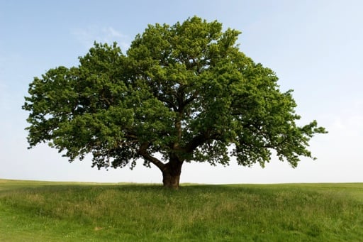 Slide of Fielding Oak Roofing