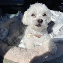 Tito's say thanks for give a wonderful grooming and fun time . Tito's say thanks for give a wonderful grooming and fun time .