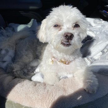 California Groomin' - Tito's say thanks for give a wonderful grooming and fun time . - Pet Groomers Near Me - Salinas, California California Groomin' - Tito's say thanks for give a wonderful grooming and fun time . - Pet Groomers Near Me - Salinas, California