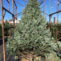 Sullivan Farms Christmas Tree Lot