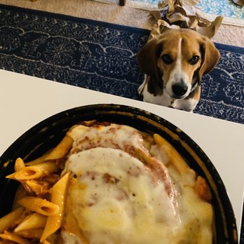 Mamma Lucia Rockville - Dog pining away for Eggplant Parmigiana (with Spaghetti) D - Italian Near Me - Rockville, Maryland