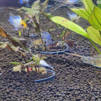 Reef Lounge Norco - Another tiny shrimp shot - Local Fish Stores Near Me - Norco, California Reef Lounge Norco - Another tiny shrimp shot - Local Fish Stores Near Me - Norco, California