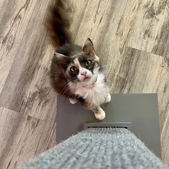 Cat Cafe Maui - Pet Adoption Near Me - Kahului, Hawaii Cat Cafe Maui - Pet Adoption Near Me - Kahului, Hawaii