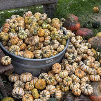 Kula Country Farms - pumpkins - Farmers Market Near Me - Kula, Hawaii Kula Country Farms - pumpkins - Farmers Market Near Me - Kula, Hawaii