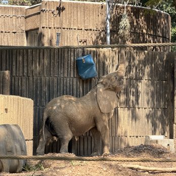 Memphis Zoo - Elephant - Zoos Near Me - Memphis, Tennessee Memphis Zoo - Elephant - Zoos Near Me - Memphis, Tennessee