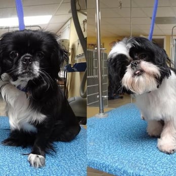 Groom Room - Double Trouble before/after - Pet Groomers Near Me - Rocky Face, Georgia Groom Room - Double Trouble before/after - Pet Groomers Near Me - Rocky Face, Georgia