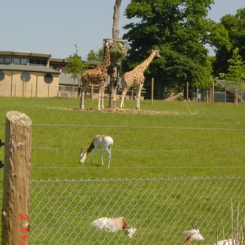 Marwell Zoo - Zoos Near Me - Winchester, HAM Marwell Zoo - Zoos Near Me - Winchester, HAM