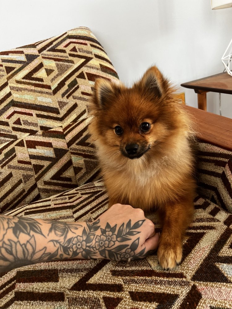 SW PETCO Updated June 2024 13 Photos Sarnia, Ontario Pet