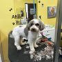 Photo of Abys Dog Grooming
