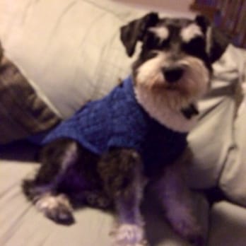 Furbusters - Tucker, our miniature schnauzer! - Pet Groomers Near Me - Tucker, Georgia