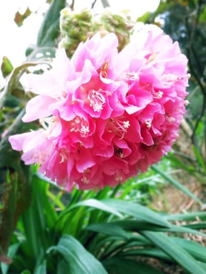 Kadoorie Farm and Botanic Garden by null