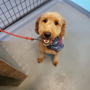 Scooby Dooz Dog Grooming - Pet Groomers Near Me - Dayton, Nevada Scooby Dooz Dog Grooming - Pet Groomers Near Me - Dayton, Nevada