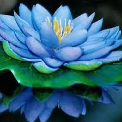 Lotus Bliss Therapeutic Massage & Wellness Center