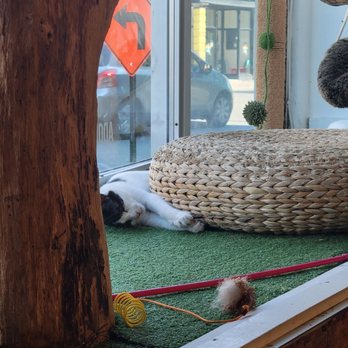 Café Chato - Cat - Themed Cafes Near Me - Montreal, Quebec Café Chato - Cat - Themed Cafes Near Me - Montreal, Quebec