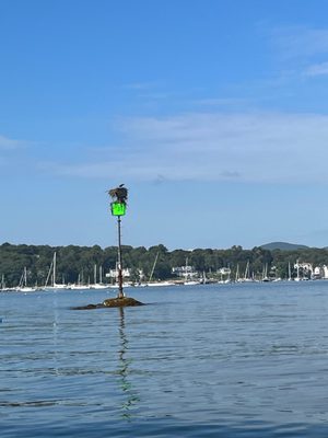 Camden Harbor by null