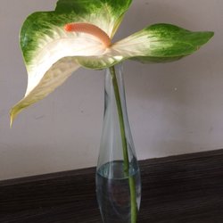 Lunch Kiosk's - Beautiful Tropical Flowers offered here...come early for them.