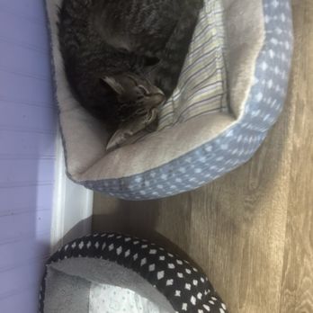 MeowTown - Cat, cat bed - Themed Cafes Near Me - Alton, Illinois MeowTown - Cat, cat bed - Themed Cafes Near Me - Alton, Illinois