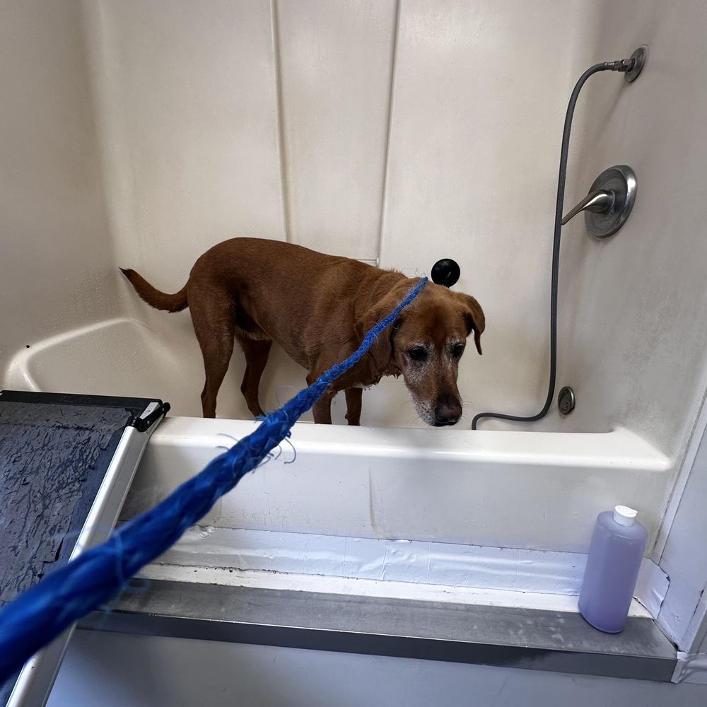 Pets To Go - Sink high tub with dog ramp - Pet Stores Near Me - Elk Grove, California Pets To Go - Sink high tub with dog ramp - Pet Stores Near Me - Elk Grove, California