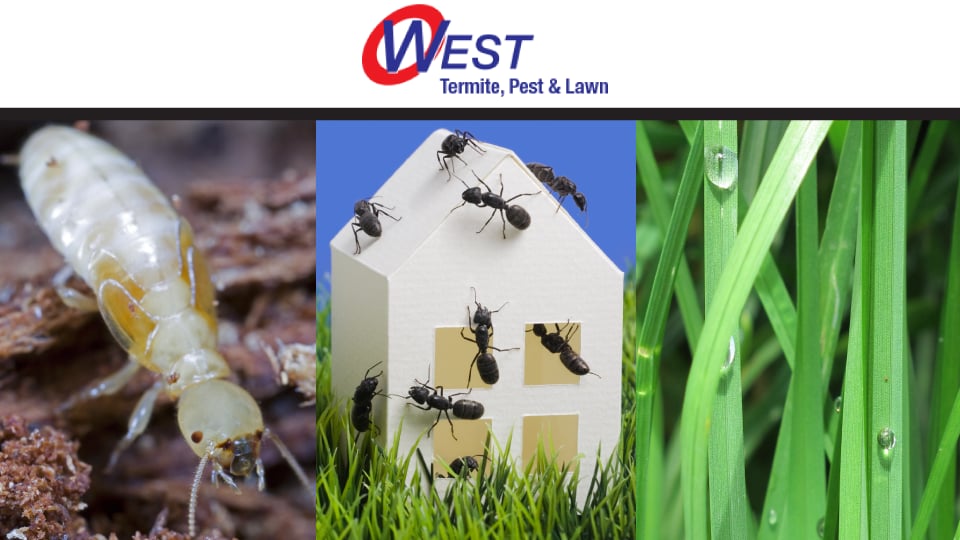 WEST TERMITE, PEST & LAWN Updated September 2024 810 Spring Creek Rd, Lowell, Arkansas