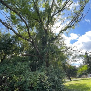 Leprechaun Tree - Landmarks & Historical Buildings Near Me - Mobile, Alabama Leprechaun Tree - Landmarks & Historical Buildings Near Me - Mobile, Alabama