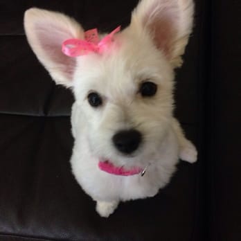 Pet Haven Salon - Thank you for saving our princess!!... Her momma home hair cut wasn't cutting it for the royalty look - Pet Groomers Near Me - Kapolei, Hawaii Pet Haven Salon - Thank you for saving our princess!!... Her momma home hair cut wasn't cutting it for the royalty look - Pet Groomers Near Me - Kapolei, Hawaii