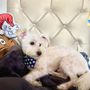 Photo of Jojo's Pet Station