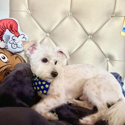 Jojo's Pet Station - Baby max