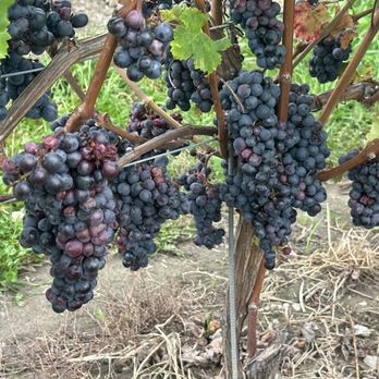 Cellar Door Wine Experience - Wine Tours Near Me - Niagara Falls, Ontario