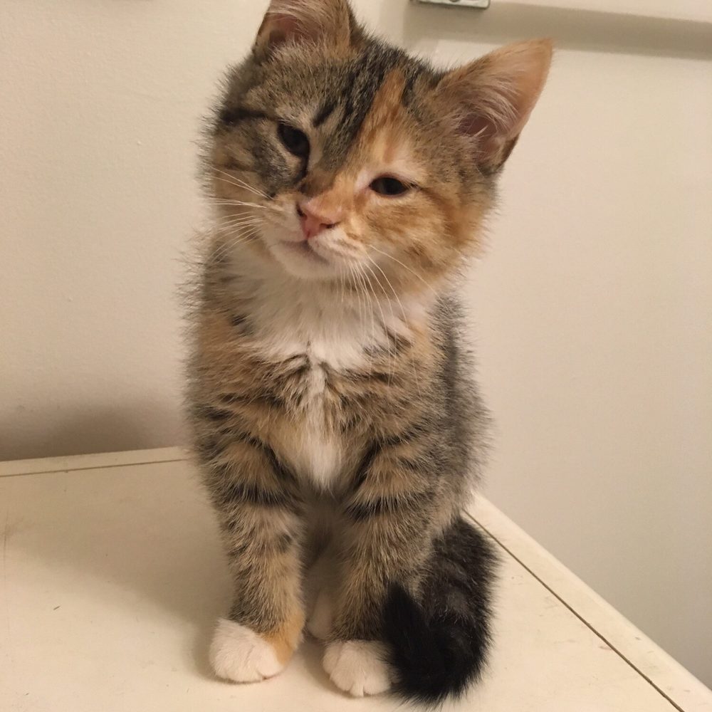 Bulger Veterinary Hospital - Yes the trouble maker herself! - Veterinarians Near Me - Lawrence, Massachusetts