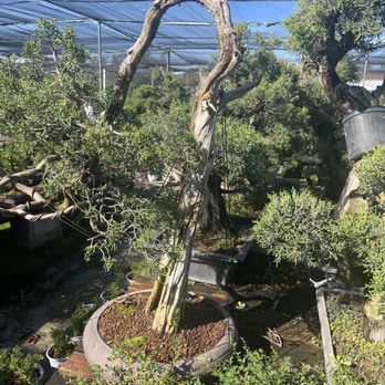 Maruyama Bonsai Nursery - Nurseries & Gardening Near Me - Sacramento, California