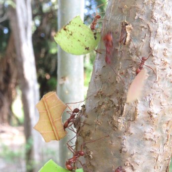 Discover Corps - Ants on parade - Travel Agents Near Me - San Diego, California Discover Corps - Ants on parade - Travel Agents Near Me - San Diego, California