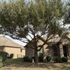 Ramirez Tree Service 512 gift card