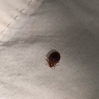 Fairfield by Marriott Inn & Suites Cincinnati Eastgate - Complimentary bed bug on my pillow last night. So gross. As a Marriott rewards member I have to say this sucks!!!!! - Hotels Near Me - Cincinnati, Ohio
