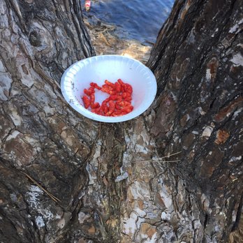 Lake Jennings - Trash left wedged in a tree. Please throw away your trash! There's so little nature in the area, we need to protect and care for it. - Parks Near Me - Lakeside, California Lake Jennings - Trash left wedged in a tree. Please throw away your trash! There's so little nature in the area, we need to protect and care for it. - Parks Near Me - Lakeside, California