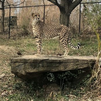 Maryland Zoo in Baltimore - Cheetah! - Zoos Near Me - Baltimore, Maryland