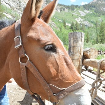 Rainbow Pack Outfitters - Horseback Riding Near Me Rainbow Pack Outfitters - Horseback Riding Near Me